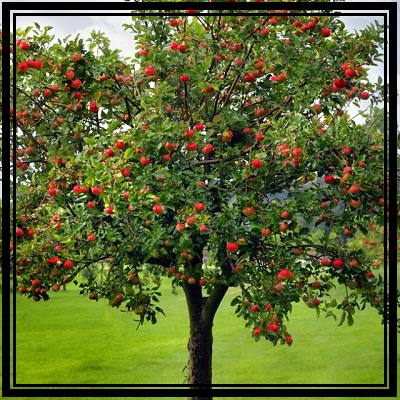 apple tree