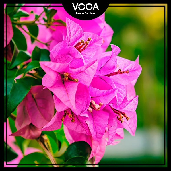 bougainvillea