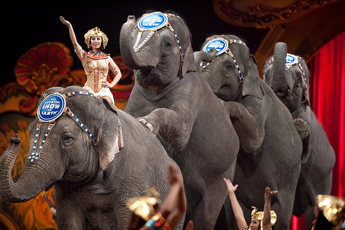 circus circus
