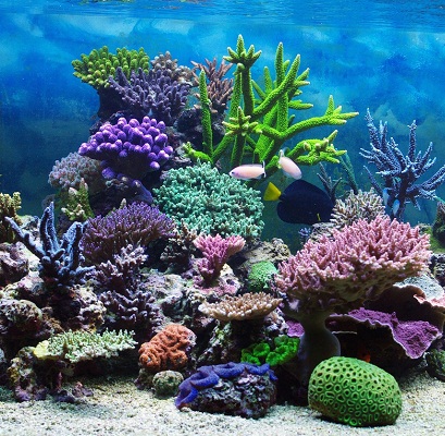 coral reef