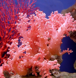 coral