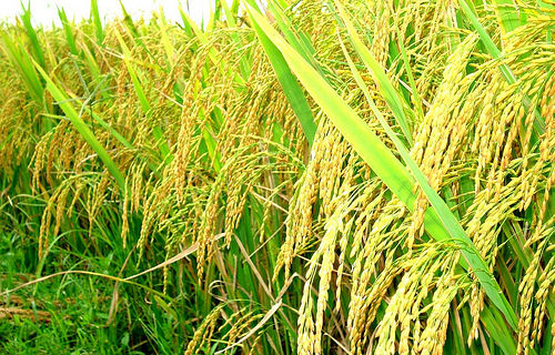 crop