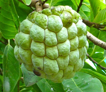 custard apple