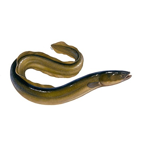 eel