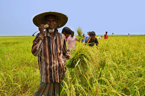 farmer farmer