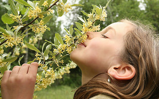 fragrant