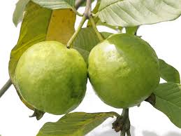 guava