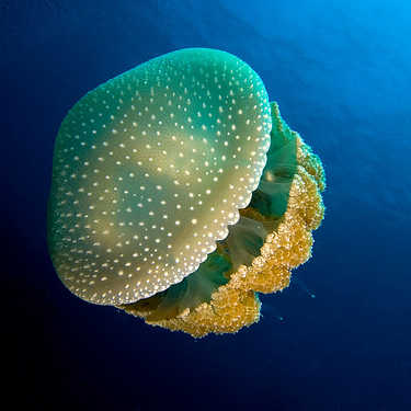 jellyfish