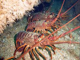 lobster lobster