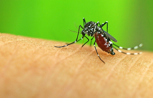 malaria malaria