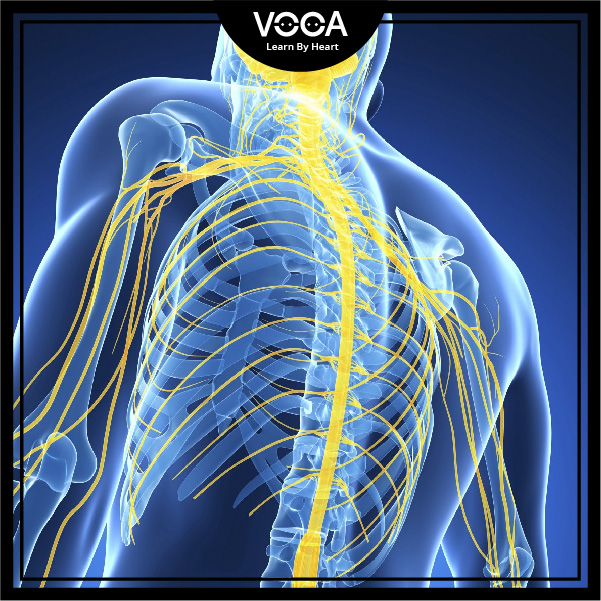 nerve nerve