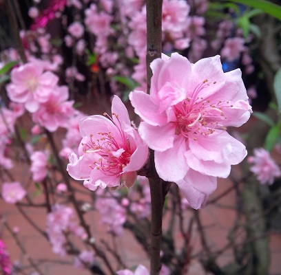 peach blossom