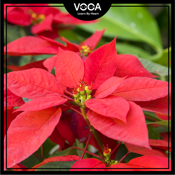 poinsettia