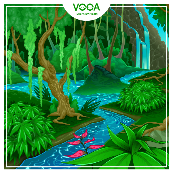rainforest rainforest