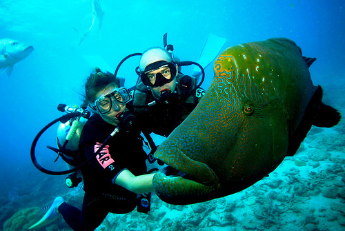 scuba-diving scuba-diving