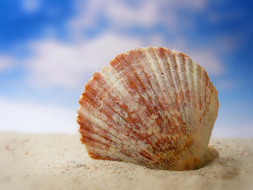 shell