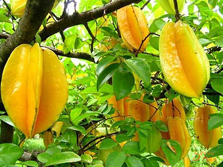 starfruit