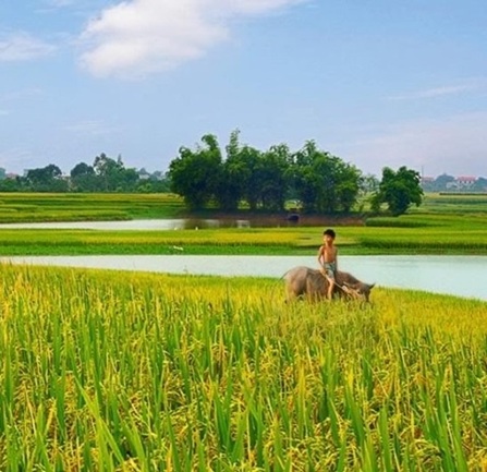 paddy field