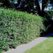 hedge