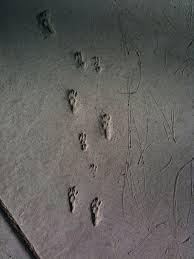 trace trace
