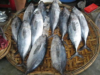 tuna tuna