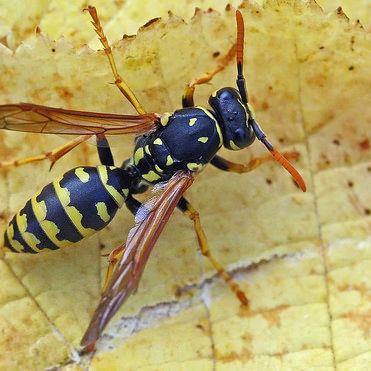 wasp