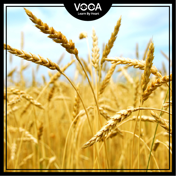 LIFE IN THE COUNTRYSIDE