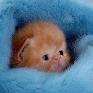 The Adventure of the Young Mouse 