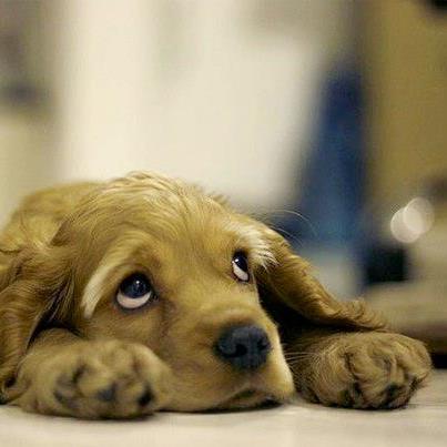 HACHIKO: THE FAITHFUL DOG