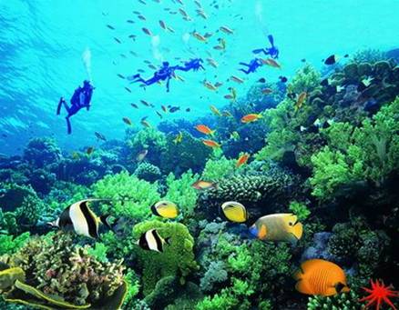 UNDERSEA WORLD - READING & WRITING 1