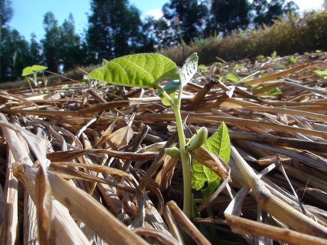 CONSERVATION - LANGUAGE FOCUS