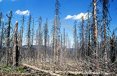 A DYING FOREST