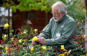 ADVICE ON GROWING ROSES