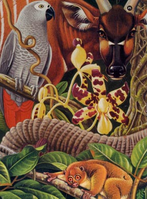 AFRICA'S PLANTS AND ANIMALS