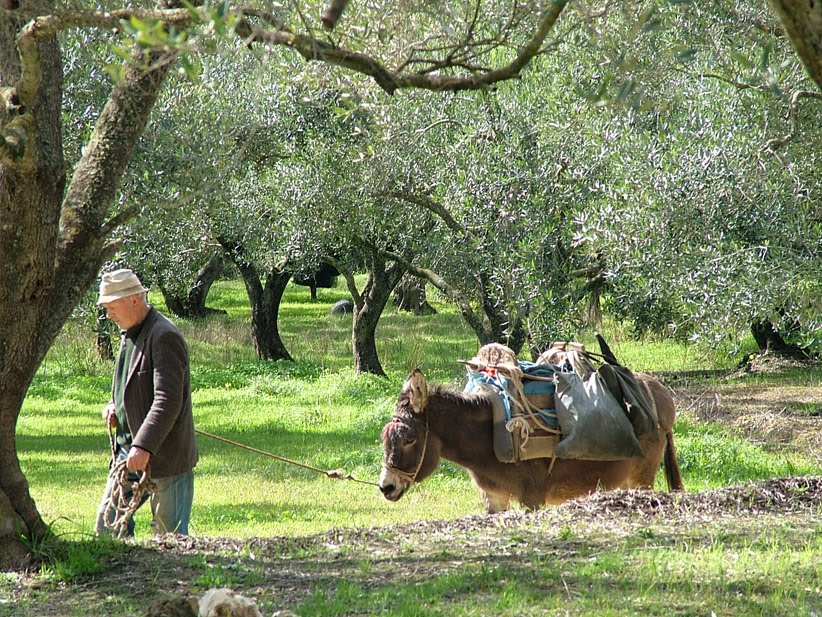 ARCHIE AND HIS DONKEY ARCHIE AND HIS DONKEY