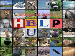 ENDANGERED SPECIES - LANGUAGE FOCUS