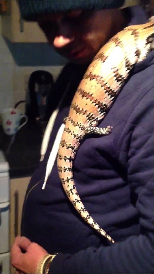 GILBERT AND THE LIZARD