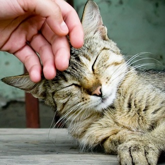 TAKE CARE OF PETS 1: TAKE CARE OF A CAT