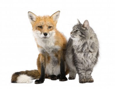 THE CAT AND THE FOX THE CAT AND THE FOX