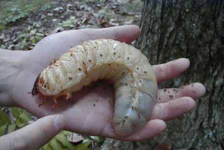 THE SENATOR AND THE WORM