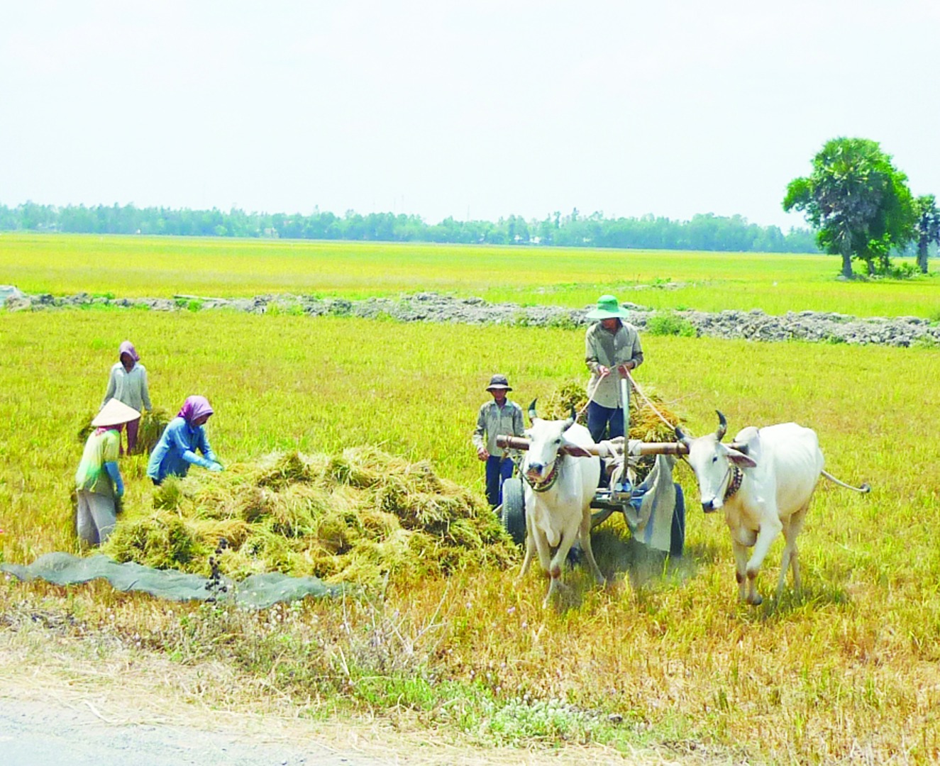 THE STORY OF MY VILLAGE