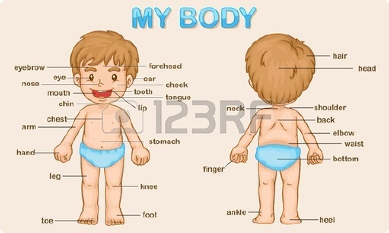 BODY PARTS 1 BODY PARTS 1
