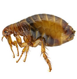 FLEAS 1