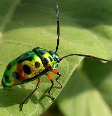 PLANTS & ANIMAL 2 PLANTS & ANIMAL 2