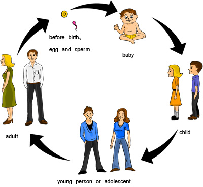 STAGES OF LIFE STAGES OF LIFE