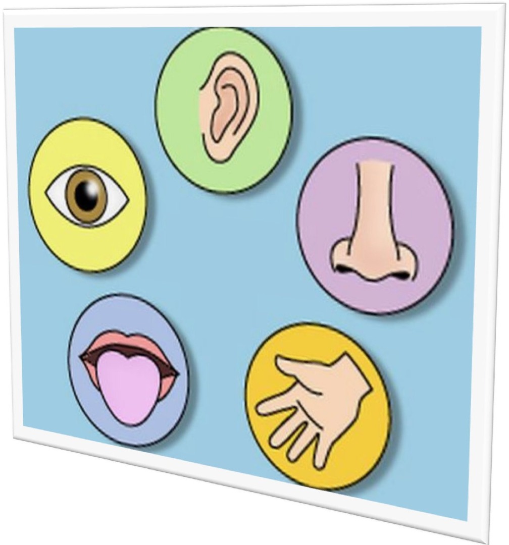 THE SENSES THE SENSES