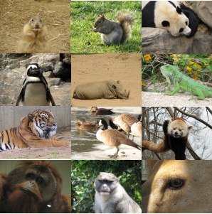 THE FIRST ENVIRONMENTALIST: RACHEL CARSON 1