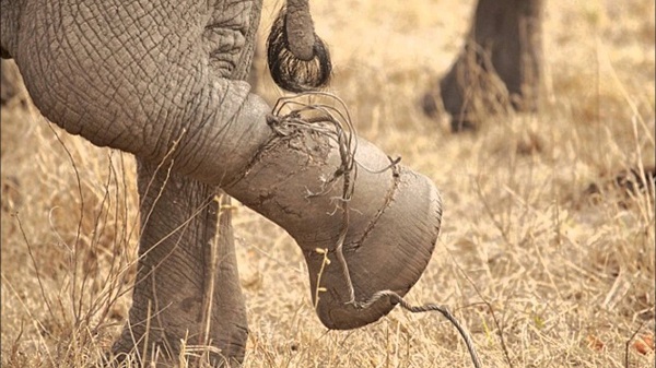 Câu chuyện con voi và sợi dây cùng bài học từ những thất bại