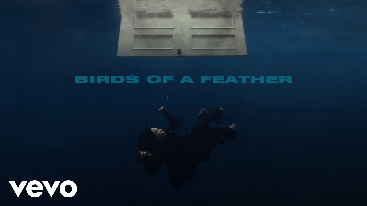 Lời dịch bài hát Birds of a Feather